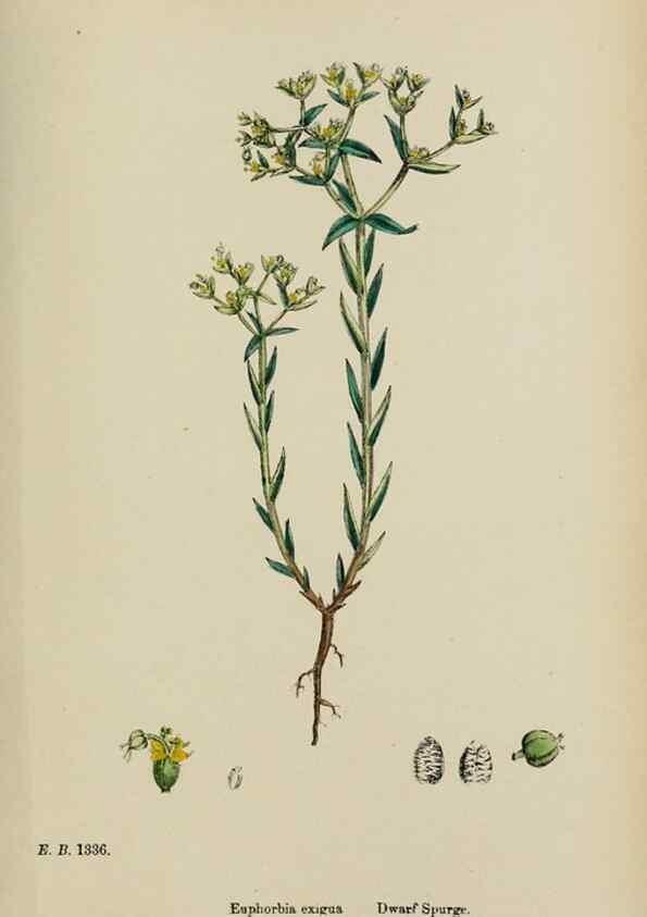 Reproducción/Reproduction 48753605938: English botany, or, Coloured figures of British plants /. London :R. Hardwicke,1863-1886.. 