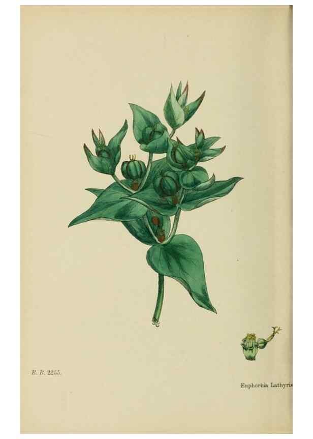 Reproducción/Reproduction 48753606123: English botany, or, Coloured figures of British plants /. London :R. Hardwicke,1863-1886.. 