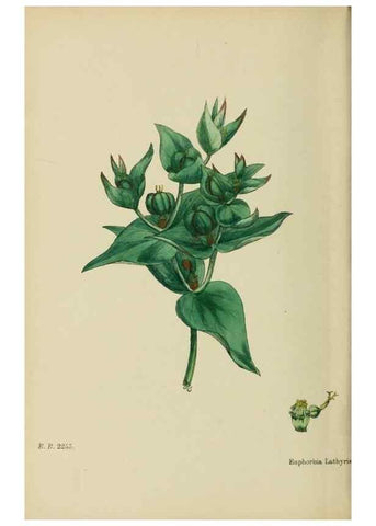 Reproducción/Reproduction 48753606123: English botany, or, Coloured figures of British plants /. London :R. Hardwicke,1863-1886.. 
