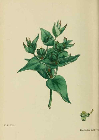 Reproducción/Reproduction 48753606123: English botany, or, Coloured figures of British plants /. London :R. Hardwicke,1863-1886.. 