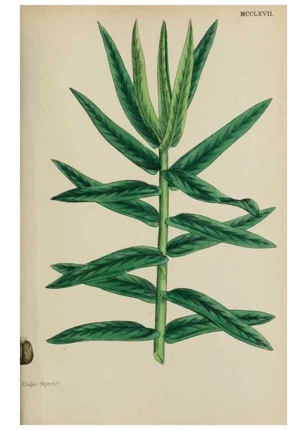 Reproducción/Reproduction 48754120747: English botany, or, Coloured figures of British plants /. London :R. Hardwicke,1863-1886.. 