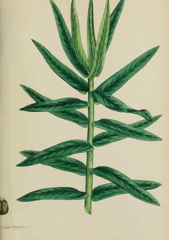 Reproducción/Reproduction 48754120747: English botany, or, Coloured figures of British plants /. London :R. Hardwicke,1863-1886.. 