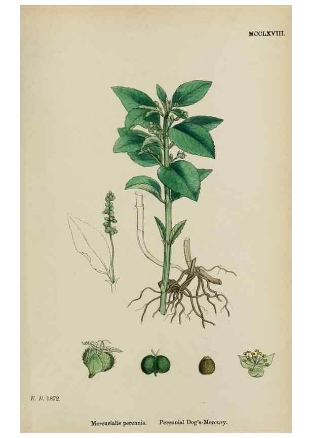 Reproducción/Reproduction 48753606478: English botany, or, Coloured figures of British plants /. London :R. Hardwicke,1863-1886.. 