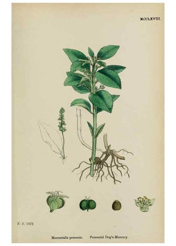 Reproducción/Reproduction 48753606478: English botany, or, Coloured figures of British plants /. London :R. Hardwicke,1863-1886.. 