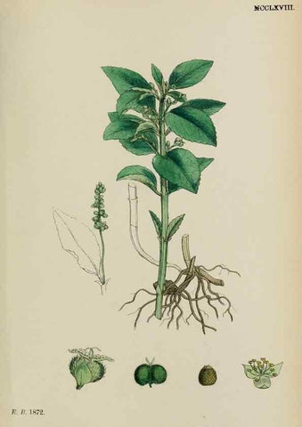 Reproducción/Reproduction 48753606478: English botany, or, Coloured figures of British plants /. London :R. Hardwicke,1863-1886.. 