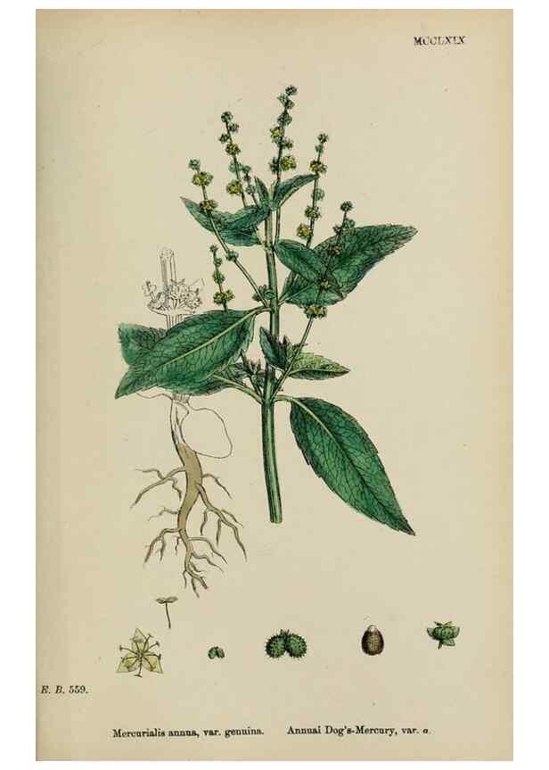 Reproducción/Reproduction 48753606718: English botany, or, Coloured figures of British plants /. London :R. Hardwicke,1863-1886.. 