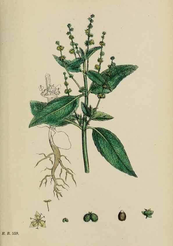 Reproducción/Reproduction 48753606718: English botany, or, Coloured figures of British plants /. London :R. Hardwicke,1863-1886.. 