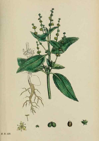 Reproducción/Reproduction 48753606718: English botany, or, Coloured figures of British plants /. London :R. Hardwicke,1863-1886.. 