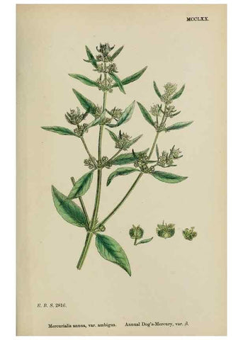 Reproducción/Reproduction 48753606943: English botany, or, Coloured figures of British plants /. London :R. Hardwicke,1863-1886.. 