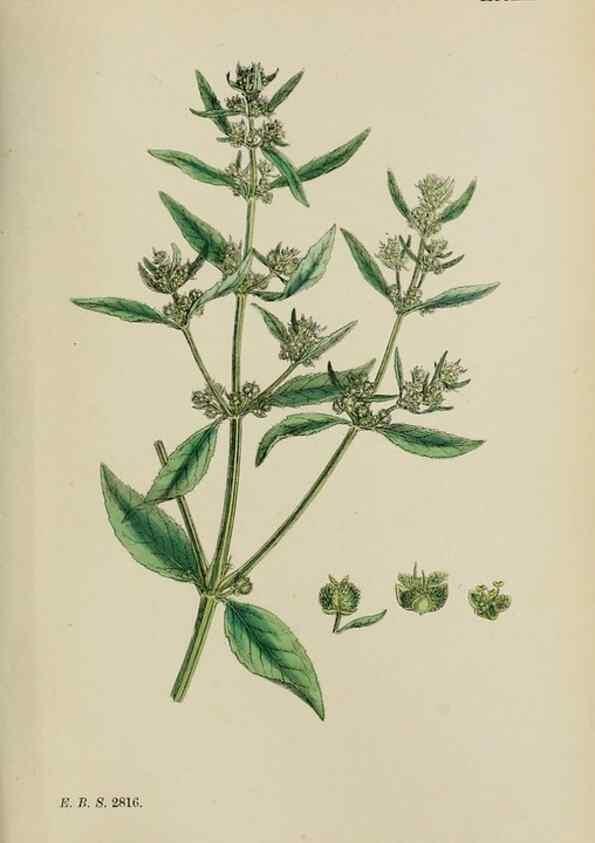 Reproducción/Reproduction 48753606943: English botany, or, Coloured figures of British plants /. London :R. Hardwicke,1863-1886.. 