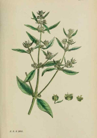 Reproducción/Reproduction 48753606943: English botany, or, Coloured figures of British plants /. London :R. Hardwicke,1863-1886.. 