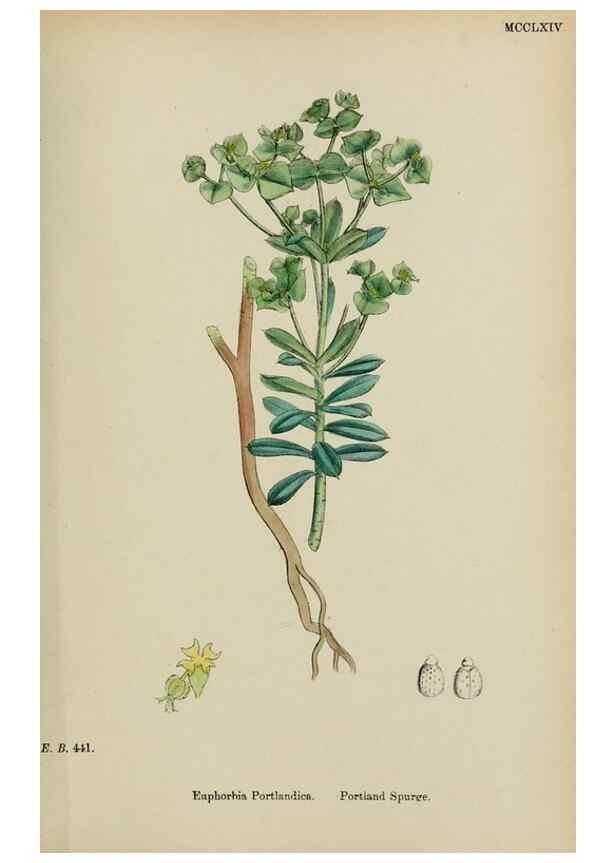Reproducción/Reproduction 48754119852: English botany, or, Coloured figures of British plants /. London :R. Hardwicke,1863-1886.. 