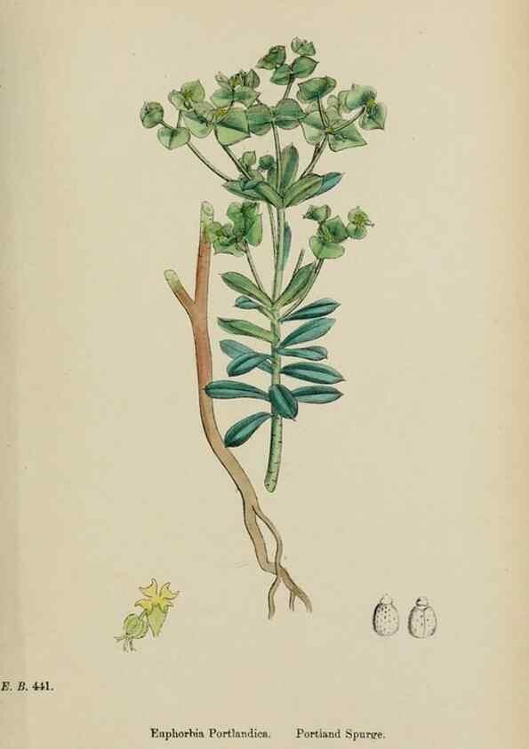 Reproducción/Reproduction 48754119852: English botany, or, Coloured figures of British plants /. London :R. Hardwicke,1863-1886.. 