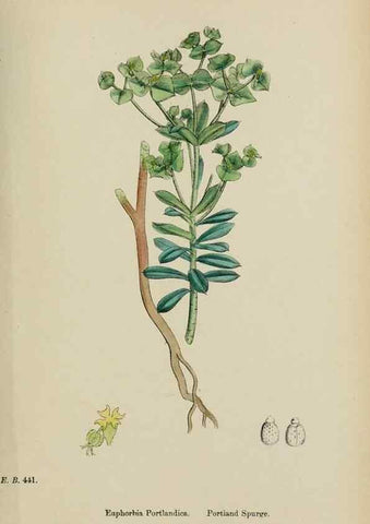 Reproducción/Reproduction 48754119852: English botany, or, Coloured figures of British plants /. London :R. Hardwicke,1863-1886.. 