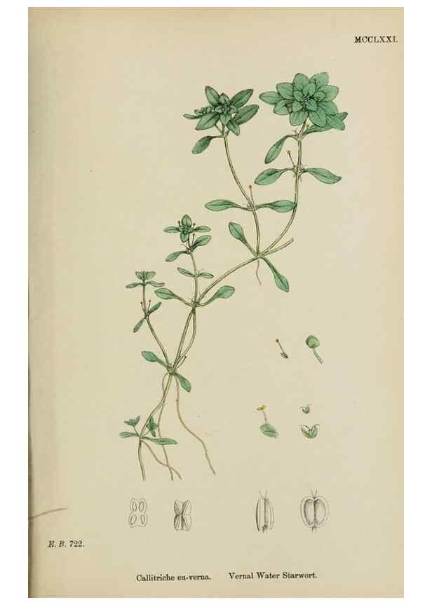 Reproducción/Reproduction 48753931556: English botany, or, Coloured figures of British plants /. London :R. Hardwicke,1863-1886.. 