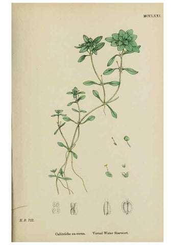 Reproducción/Reproduction 48753931556: English botany, or, Coloured figures of British plants /. London :R. Hardwicke,1863-1886.. 