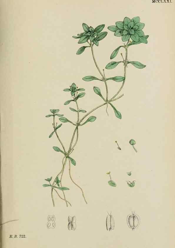 Reproducción/Reproduction 48753931556: English botany, or, Coloured figures of British plants /. London :R. Hardwicke,1863-1886.. 