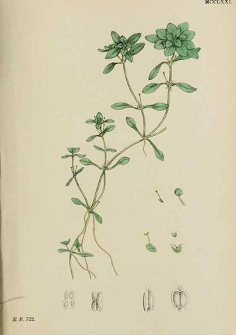 Reproducción/Reproduction 48753931556: English botany, or, Coloured figures of British plants /. London :R. Hardwicke,1863-1886.. 