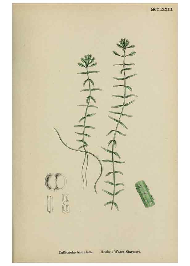 Reproducción/Reproduction 48754122087: English botany, or, Coloured figures of British plants /. London :R. Hardwicke,1863-1886.. 