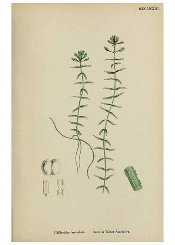 Reproducción/Reproduction 48754122087: English botany, or, Coloured figures of British plants /. London :R. Hardwicke,1863-1886.. 