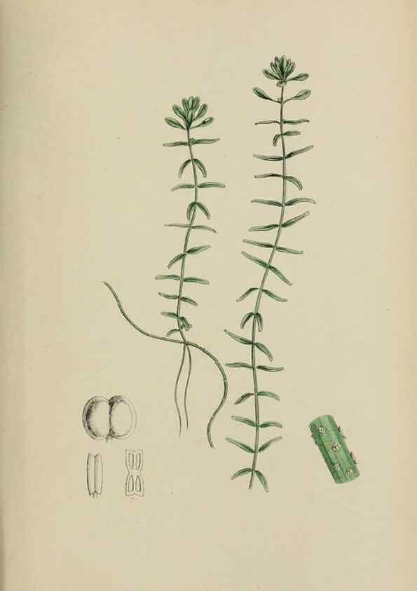 Reproducción/Reproduction 48754122087: English botany, or, Coloured figures of British plants /. London :R. Hardwicke,1863-1886.. 