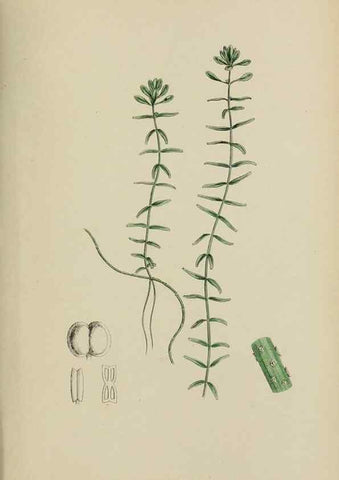 Reproducción/Reproduction 48754122087: English botany, or, Coloured figures of British plants /. London :R. Hardwicke,1863-1886.. 