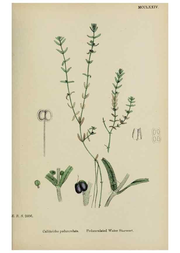 Reproducción/Reproduction 48753607813: English botany, or, Coloured figures of British plants /. London :R. Hardwicke,1863-1886.. 