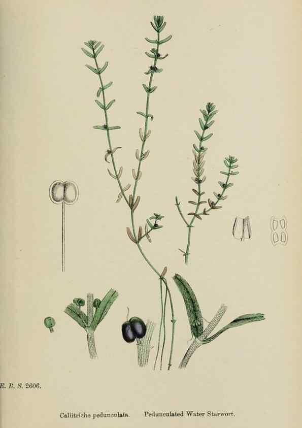 Reproducción/Reproduction 48753607813: English botany, or, Coloured figures of British plants /. London :R. Hardwicke,1863-1886.. 