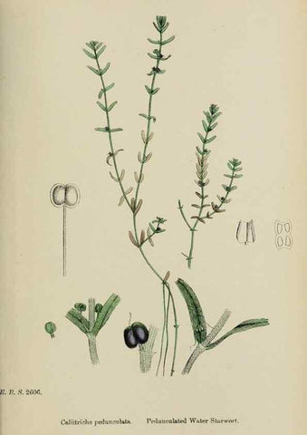 Reproducción/Reproduction 48753607813: English botany, or, Coloured figures of British plants /. London :R. Hardwicke,1863-1886.. 