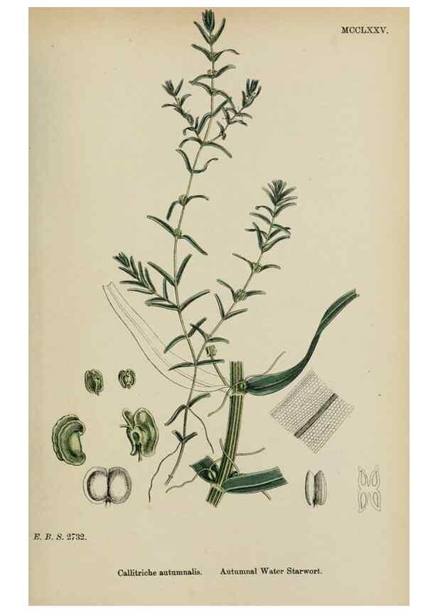 Reproducción/Reproduction 48753932511: English botany, or, Coloured figures of British plants /. London :R. Hardwicke,1863-1886.. 