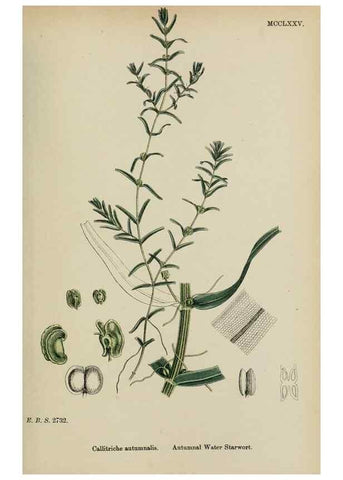Reproducción/Reproduction 48753932511: English botany, or, Coloured figures of British plants /. London :R. Hardwicke,1863-1886.. 