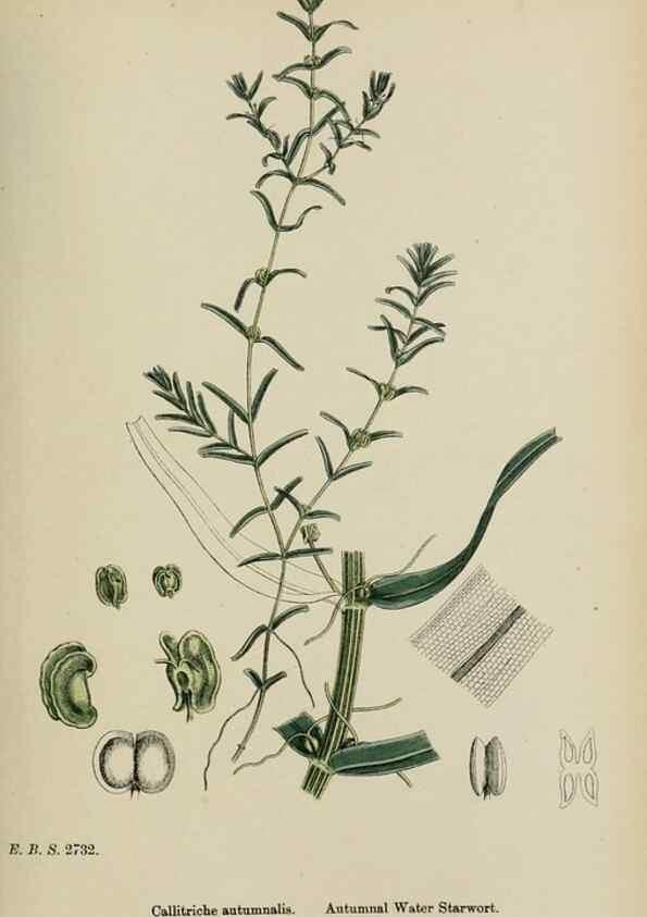 Reproducción/Reproduction 48753932511: English botany, or, Coloured figures of British plants /. London :R. Hardwicke,1863-1886.. 