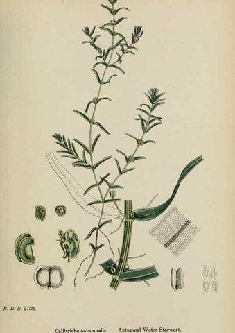 Reproducción/Reproduction 48753932511: English botany, or, Coloured figures of British plants /. London :R. Hardwicke,1863-1886.. 