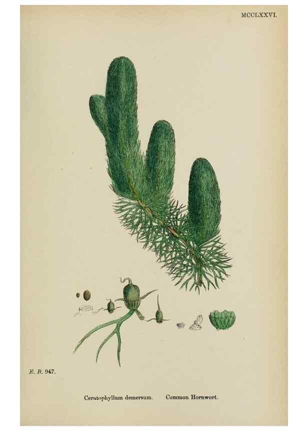 Reproducción/Reproduction 48754122757: English botany, or, Coloured figures of British plants /. London :R. Hardwicke,1863-1886.. 