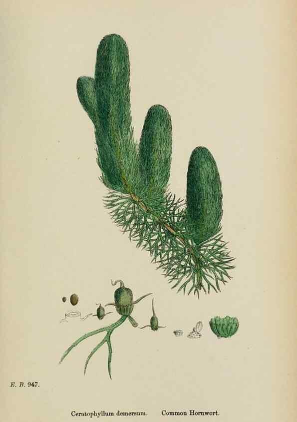 Reproducción/Reproduction 48754122757: English botany, or, Coloured figures of British plants /. London :R. Hardwicke,1863-1886.. 
