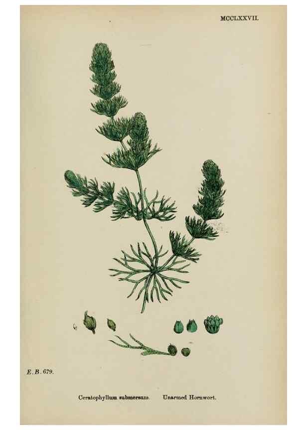 Reproducción/Reproduction 48753608413: English botany, or, Coloured figures of British plants /. London :R. Hardwicke,1863-1886.. 