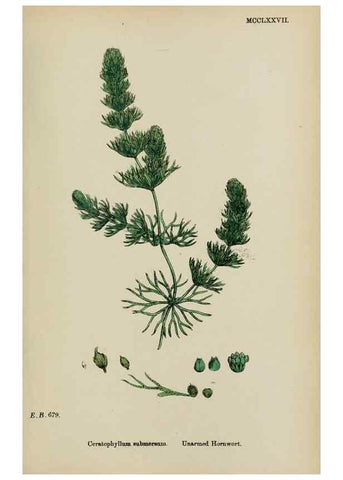 Reproducción/Reproduction 48753608413: English botany, or, Coloured figures of British plants /. London :R. Hardwicke,1863-1886.. 