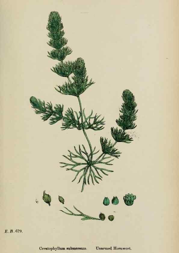 Reproducción/Reproduction 48753608413: English botany, or, Coloured figures of British plants /. London :R. Hardwicke,1863-1886.. 