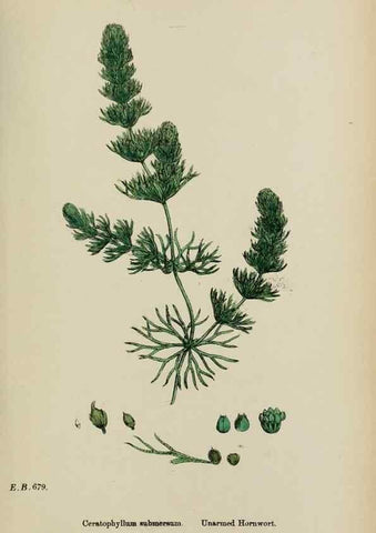 Reproducción/Reproduction 48753608413: English botany, or, Coloured figures of British plants /. London :R. Hardwicke,1863-1886.. 