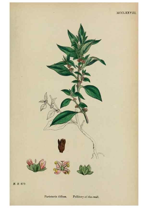 Reproducción/Reproduction 48753608653: English botany, or, Coloured figures of British plants /. London :R. Hardwicke,1863-1886.. 