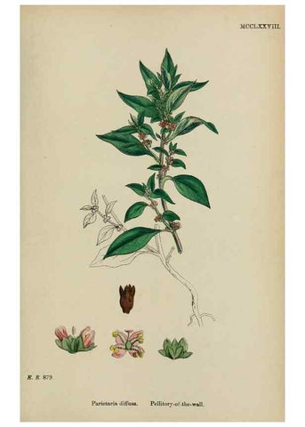 Reproducción/Reproduction 48753608653: English botany, or, Coloured figures of British plants /. London :R. Hardwicke,1863-1886.. 