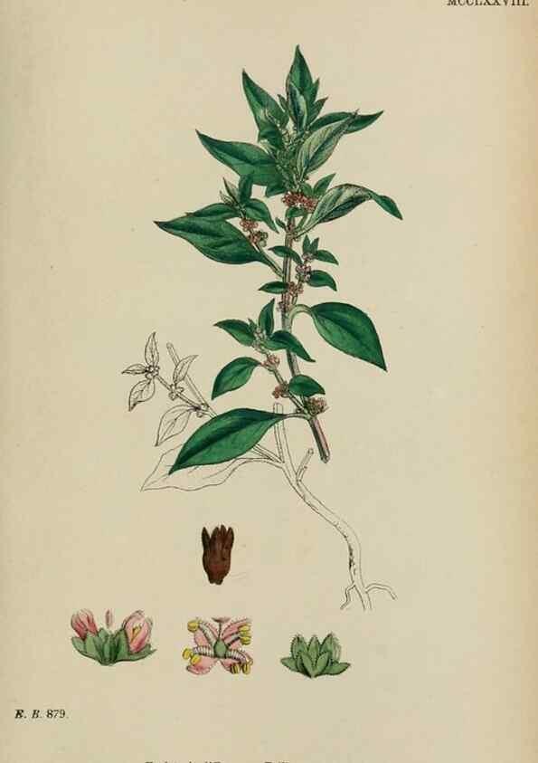 Reproducción/Reproduction 48753608653: English botany, or, Coloured figures of British plants /. London :R. Hardwicke,1863-1886.. 