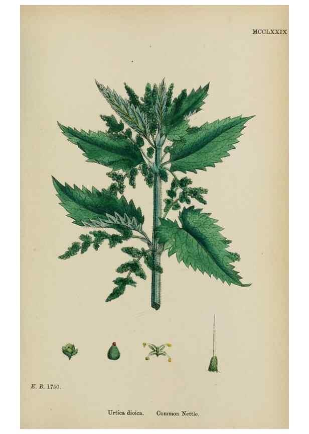 Reproducción/Reproduction 48753608918: English botany, or, Coloured figures of British plants /. London :R. Hardwicke,1863-1886.. 