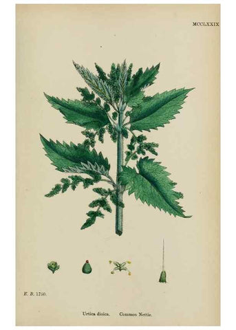 Reproducción/Reproduction 48753608918: English botany, or, Coloured figures of British plants /. London :R. Hardwicke,1863-1886.. 