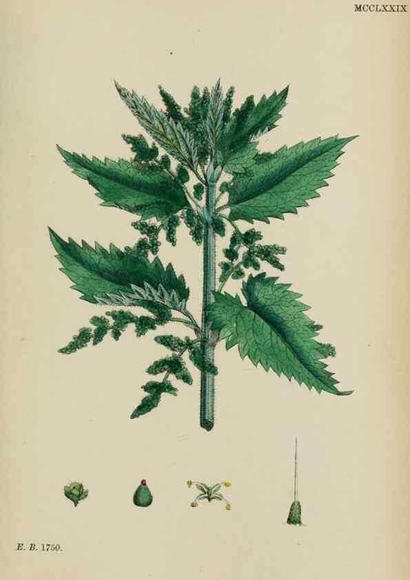 Reproducción/Reproduction 48753608918: English botany, or, Coloured figures of British plants /. London :R. Hardwicke,1863-1886.. 
