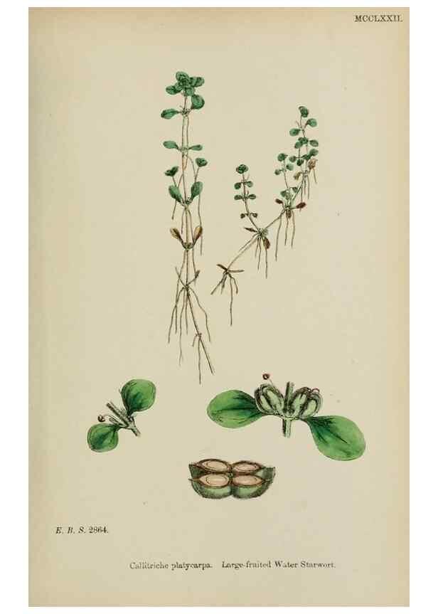 Reproducción/Reproduction 48753931781: English botany, or, Coloured figures of British plants /. London :R. Hardwicke,1863-1886.. 