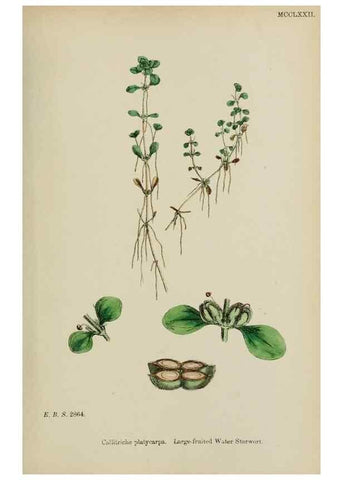 Reproducción/Reproduction 48753931781: English botany, or, Coloured figures of British plants /. London :R. Hardwicke,1863-1886.. 