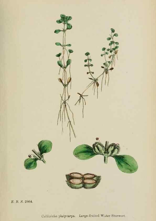 Reproducción/Reproduction 48753931781: English botany, or, Coloured figures of British plants /. London :R. Hardwicke,1863-1886.. 