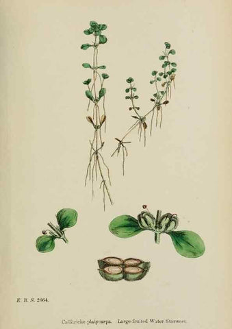 Reproducción/Reproduction 48753931781: English botany, or, Coloured figures of British plants /. London :R. Hardwicke,1863-1886.. 