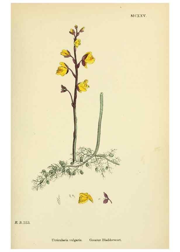 Reproducción/Reproduction 48718073331: English botany, or, Coloured figures of British plants /. London :R. Hardwicke,1863-1886.. 